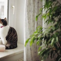 画像244