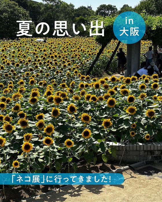 画像527