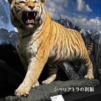画像529