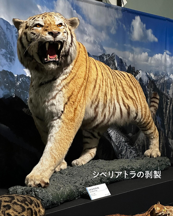 画像529