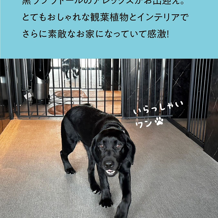 画像541
